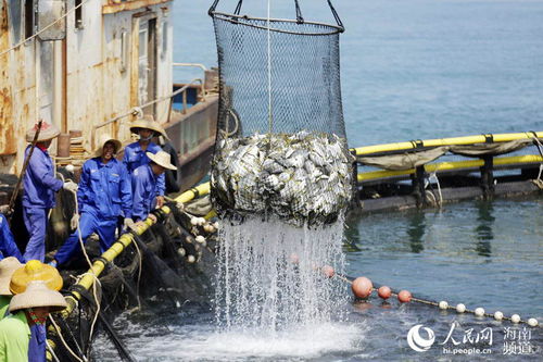 海南黨史百件大事 實(shí)施“一省兩地”產(chǎn)業(yè)發(fā)展戰(zhàn)略與畜牧漁業(yè)飼料銷(xiāo)售的轉(zhuǎn)型升級(jí)