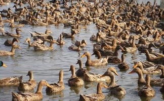 金錠鴨價(jià)格持續(xù)攀升，畜牧市場(chǎng)飼料獸藥招商火爆